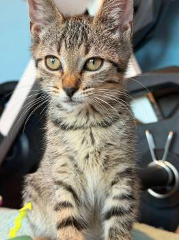 Queen -  Domestic Short Hair Cat for Adoption in Sunrise, Florida - Queen | PetCurious