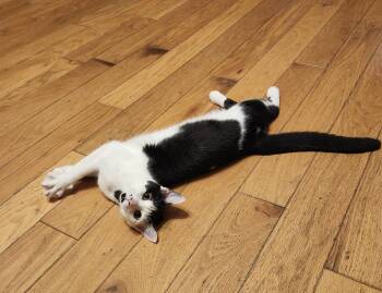 Dinar -  Domestic Short Hair Cat for Adoption in Morganton, North Carolina - Dinar | PetCurious