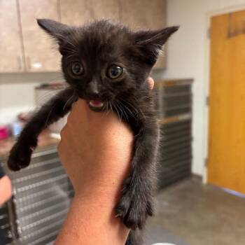 Cherrios -  Domestic Short Hair Cat for Adoption in Ottawa, Kansas - Cherrios | PetCurious