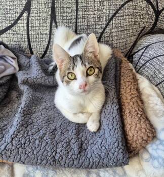Olive -  Domestic Short Hair Cat for Adoption in Winnipeg, Manitoba - Olive | PetCurious