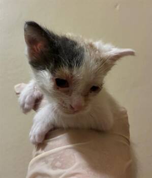 Domestic Short Hair Cats Available for Adoption in Riverside, California - STARK | PetCurious