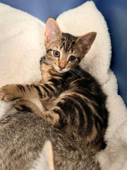 Gummy Bear -  Domestic Short Hair Cat for Adoption in Miami, Oklahoma - Gummy Bear | PetCurious