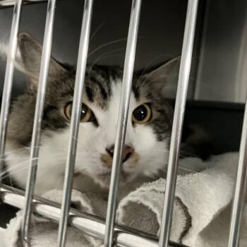 Domestic Medium Hair Cats Available for Adoption in Lakeland, Florida - Keegan | PetCurious
