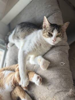 Tinkerbell -  Domestic Short Hair Cat for Adoption in Royalton, Illinois - Tinkerbell | PetCurious