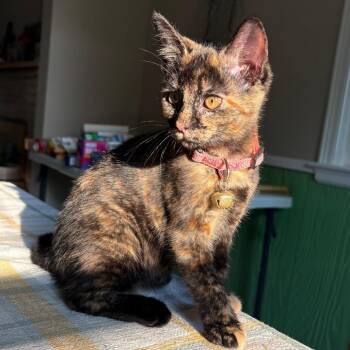 Salmon -  Domestic Short Hair Cat for Adoption in Muncie, Indiana - Salmon | PetCurious