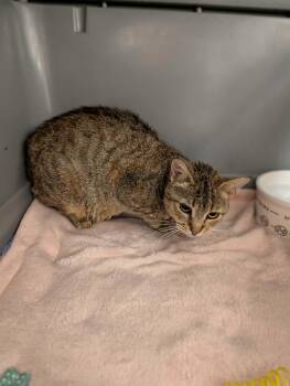 Garlic -  Domestic Short Hair Cat for Adoption in Chambersburg, Pennsylvania - Garlic | PetCurious