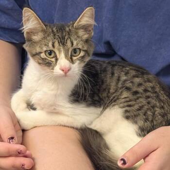 Thurston Howell -  Domestic Medium Hair Cat for Adoption in Independence, Kansas - Thurston Howell | PetCurious