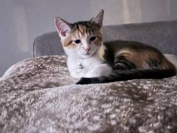 Poppy -  Torbie Cat for Adoption in Muncie, Indiana - Poppy | PetCurious