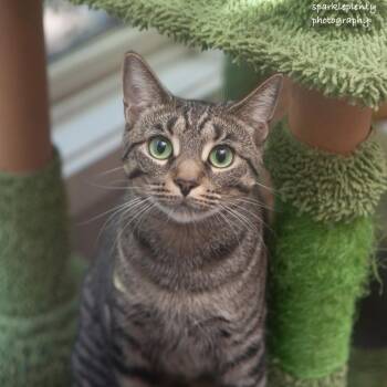 Kapri -  Domestic Short Hair Cat for Adoption in Ridgefield, Connecticut - Kapri | PetCurious