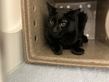 PLECO -  Domestic Short Hair Cat for Adoption in Kent, Washington - PLECO | PetCurious