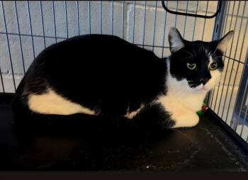 Domestic Short Hair Cats Available for Adoption - Whiskers | PetCurious