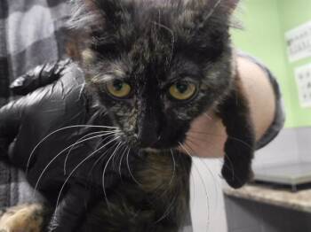 TOPAZ -  Domestic Short Hair Cat Available for Adoption in Omaha, Nebraska - TOPAZ | PetCurious