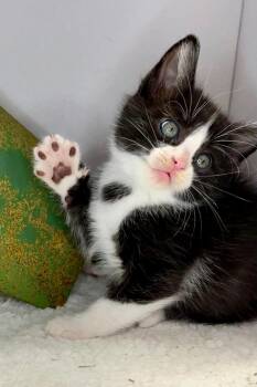 George - Sweet and affectionate -  Domestic Short Hair Cat Available for Adoption in Muskego, Wisconsin - George - Sweet And Affectionate | PetCurious