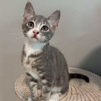 Tribeca -  Domestic Short Hair Cat for Adoption in Richmond, Virginia - Tribeca | PetCurious