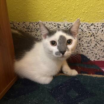 Hot Tamale -  Domestic Short Hair Cat for Adoption in Fresno, California - Hot Tamale | PetCurious