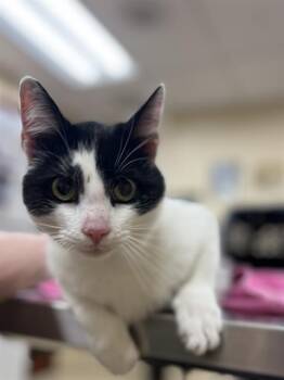 Domestic Short Hair Cats Available for Adoption - A069669 | PetCurious