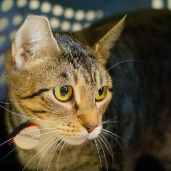 Cimarron -  Domestic Short Hair Cat for Adoption in Hot Springs, Arkansas - Cimarron | PetCurious