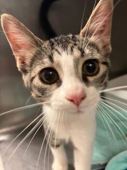 Superwoman -  Domestic Short Hair Cat for Adoption in Morgantown, Kentucky - Superwoman | PetCurious