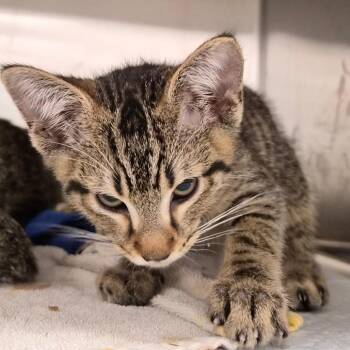Lettuce -  Domestic Short Hair Cat for Adoption in Bentonville, Arkansas - Lettuce | PetCurious