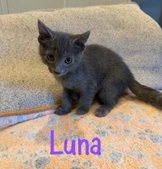 Russian Blue and Domestic Short Hair Cats Available for Adoption in Ruskin, Florida - Luna | PetCurious