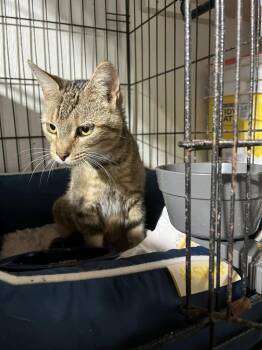 Tessa - LAP CAT! -  Domestic Short Hair Cat for Adoption in Franklin, West Virginia - Tessa - LAP CAT! | PetCurious