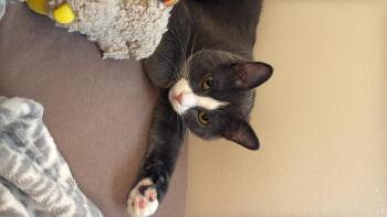 Rescue Domestic Short Hair Cats for Adoption in Cleveland, Ohio - Dusty | PetCurious