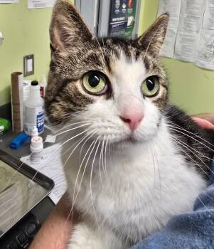 Domestic Short Hair Cats Available for Adoption in Auburn, Indiana - Cleo | PetCurious