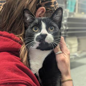 Rescue Domestic Short Hair Cats for Adoption in Hendersonville, North Carolina - Harvest | PetCurious