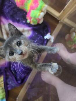 Rosetta -  Domestic Short Hair Cat for Adoption in Metamora, Illinois - Rosetta | PetCurious
