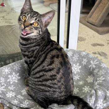 Ferrari -  Tabby Cat for Adoption in Newport Beach, California - Ferrari | PetCurious