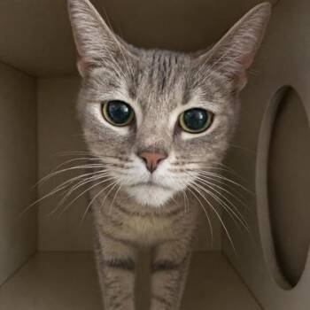 Domestic Short Hair Cats Available for Adoption in Fort Worth, Texas - Tabitha | PetCurious