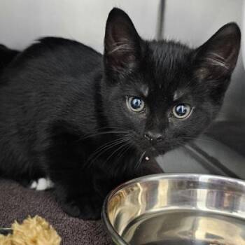 Domestic Short Hair Cats Available for Adoption in Schenectady, New York - Arroyo - Orange Collar | PetCurious