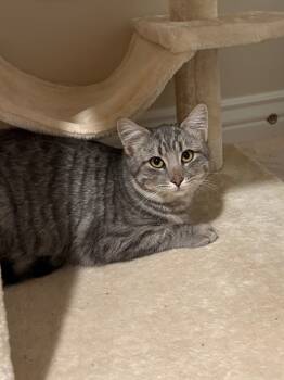 Rescue Domestic Medium Hair Cats for Adoption in Ogden, Utah - Mia | PetCurious