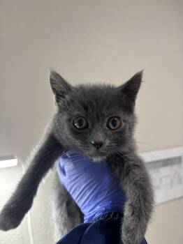 Comb -  Domestic Short Hair Cat for Adoption in Sherwood, Oregon - Comb | PetCurious