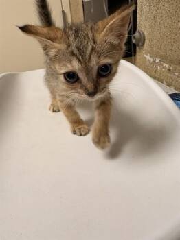Domestic Short Hair Cats Available for Adoption in Riverside, California - LILS | PetCurious