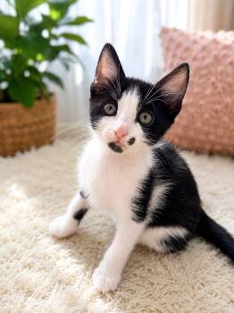Monroe -  Tuxedo Cat for Adoption in Miami, Florida - Monroe | PetCurious