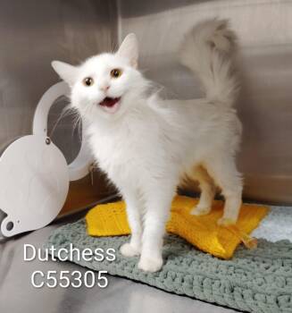 Dutchess -  Domestic Long Hair Cat for Adoption in Clarksville, Tennessee - Dutchess | PetCurious