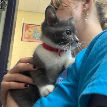 Button Up -  Domestic Short Hair Cat for Adoption in Charlottesville, Virginia - Button Up | PetCurious