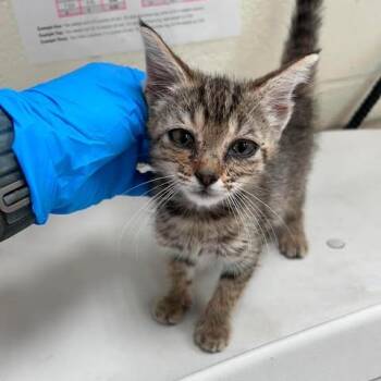 Keyka 26-06-165 -  Domestic Short Hair Cat for Adoption in Bastrop, Texas - Keyka 26-06-165 | PetCurious