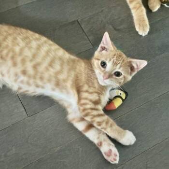 Tom -  Domestic Short Hair Cat for Adoption in Fairfax Station, Virginia - Tom | PetCurious