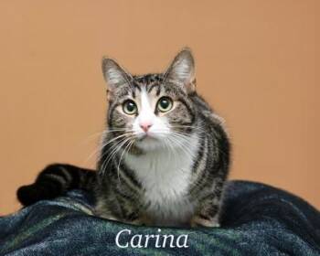Domestic Short Hair Cats Available for Adoption in Parma, Ohio - Carina | PetCurious