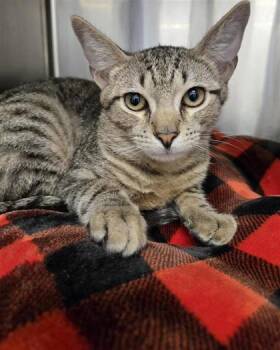 Domestic Short Hair Cats Available for Adoption - Tony | PetCurious