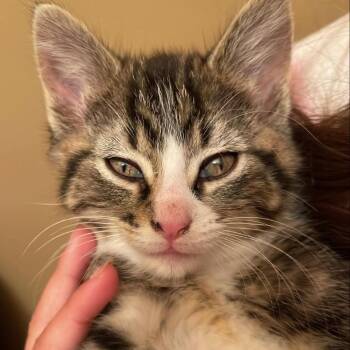 Sugar -  Domestic Medium Hair Cat for Adoption in Lyle, Minnesota - Sugar | PetCurious