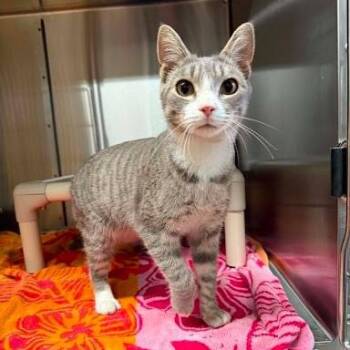 Ford -  American Shorthair Cat Available for Adoption in Bethel, Connecticut - Ford | PetCurious