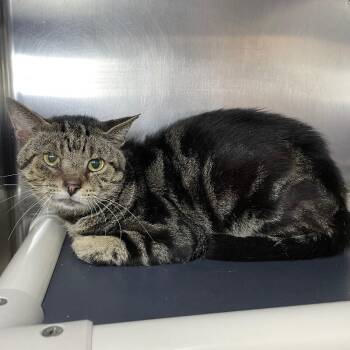 Polybus -  Domestic Short Hair Cat for Adoption in Roanoke, Virginia - Polybus | PetCurious