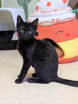 Weaver -  Domestic Short Hair Cat for Adoption in Newburgh, Indiana - Weaver | PetCurious