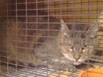 Domestic Short Hair Cats Available for Adoption in Sacramento, California - SONYA | PetCurious