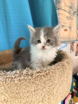 Meatlug -  Domestic Long Hair and Domestic Short Hair Cat for Adoption in Paducah, Kentucky - Meatlug | PetCurious