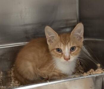TW -  Domestic Short Hair Cat for Adoption in Hagerstown, Maryland - TW | PetCurious