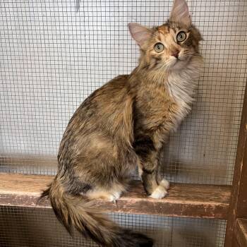 Rescue Domestic Long Hair Cats for Adoption in Peace River, Alberta - Yugio | PetCurious